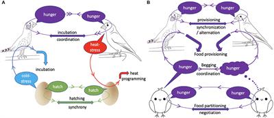 Acoustic Cooperation: Acoustic Communication Regulates Conflict and Cooperation Within the Family